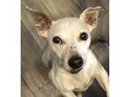 Adopt SISSY a Jack Russell Terrier