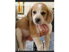 Adopt Samantha a Beagle