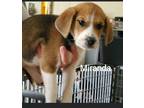 Adopt Miranda a Beagle