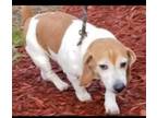 Adopt Max a Beagle
