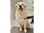 Adopt Thorin a Great Pyrenees