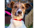 Adopt Woody a Hound, Mountain Cur