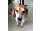 Adopt SHILOH a Beagle