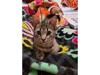 Adopt Yonkers a Tabby, Domestic Short Hair