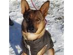 Adopt Macie a German Shepherd Dog, Australian Cattle Dog / Blue Heeler