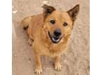 Adopt IZZY a Chow Chow, Mixed Breed