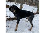 Adopt Daisy a Bluetick Coonhound