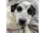 Adopt Speckles a Australian Cattle Dog / Blue Heeler, Labrador Retriever