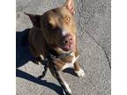 Adopt Egon a Jack Russell Terrier, Pit Bull Terrier