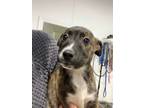 Adopt Jerry a Mixed Breed