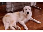 Adopt Chowder a Great Pyrenees