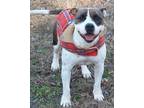 Adopt Jolene in Gloucester VA a Pit Bull Terrier