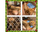 Adopt ANNIE a Redbone Coonhound