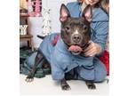 Adopt Seersha a Pit Bull Terrier
