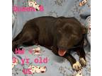 Adopt Queen Be a Pit Bull Terrier