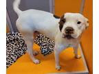 Adopt Cheeto a American Staffordshire Terrier