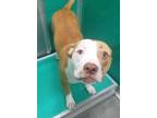 Adopt Chance a American Staffordshire Terrier