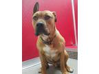 Adopt Lucho a American Staffordshire Terrier
