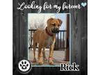 Adopt Rick (Pickaflavor Pups) 011522 a Labrador Retriever, Terrier