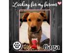 Adopt Gaga (Pickaflavor Pups) 011522 a Labrador Retriever, Terrier