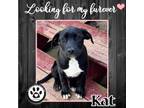 Adopt Kat (Pickaflavor Pups) 011522 a Labrador Retriever, Terrier