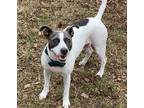 Adopt Zoe a Jack Russell Terrier, Mixed Breed