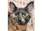 Adopt FELICIA - Gorgeous, Loving, Curious, Playful, Cuddly, 6 1/2-Month-Old