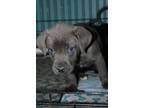 Adopt BRYCE a Labrador Retriever, Pit Bull Terrier