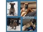 Adopt Dillon a Boxer, Australian Shepherd