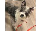 Adopt Polo a Terrier, Mixed Breed