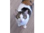 Adopt Belle a Domestic Short Hair, Calico