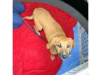 Adopt Fajita a Coonhound