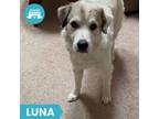 Adopt Luna a Mixed Breed