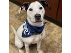 Adopt Atom a Pointer, Jack Russell Terrier