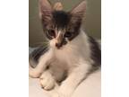 Adopt Cashew bonded to Peanut a Domestic Short Hair