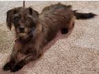 Adopt FIGUERO a Schnauzer, Cairn Terrier
