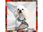 Adopt PICHULIN a Poodle