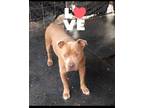 Adopt Dylan the Red a Pit Bull Terrier