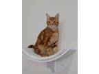 Adopt Curly a Oriental Tabby, American Curl