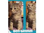 Adopt Ben Grimm a Domestic Short Hair