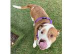 Axel American Pit Bull Terrier Adult Male