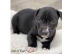 Joan of Bark Mountain Cur Puppy Female