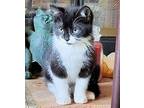 Coosawatchie Domestic Mediumhair Kitten Female