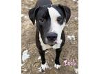 Zork American Staffordshire Terrier Adult Male