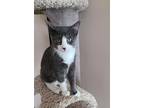 Sprout Domestic Shorthair Kitten Male