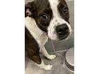 Chance Boston Terrier Young Male