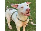 Frosty American Staffordshire Terrier Young Male