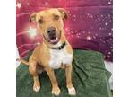 WILLIE American Pit Bull Terrier Adult Male