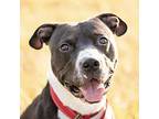 Tip American Staffordshire Terrier Adult Male