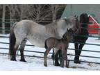Friesian Sport Horse Foal Coming Soon Sale Pending